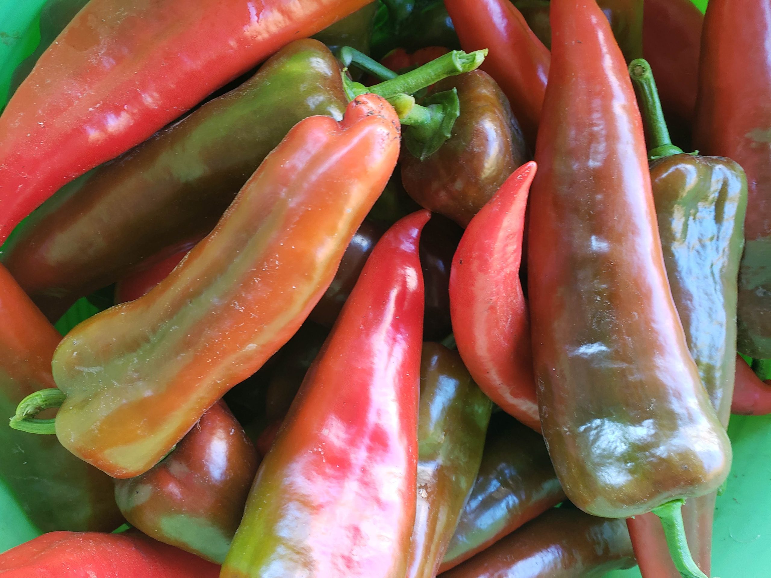 Peppers, Red - 1/2# - Small Axe Farm