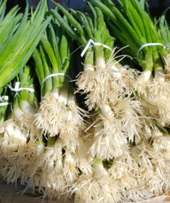 Scallions, White -bunch