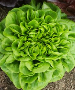 Lettuce, Green butterhead