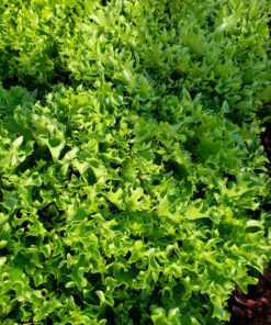 Lettuce,  Green Crisp Lettuce -heads