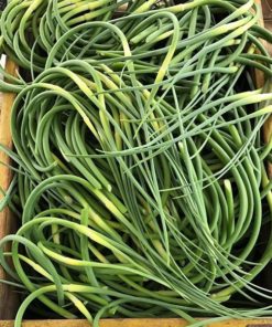 Garlic Scapes - bunch