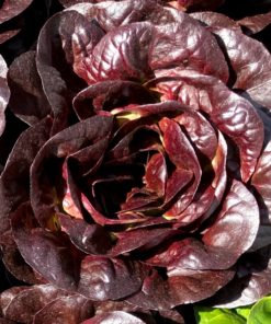 Lettuce, Red Butter head