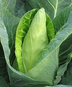 Caraflex Cabbage