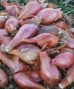 Shallots -Cured -1#