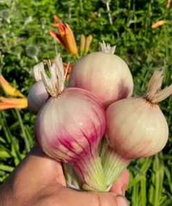 Shallots, Fresh -Bunch