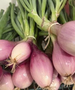 Shallots, Fresh -Bunch