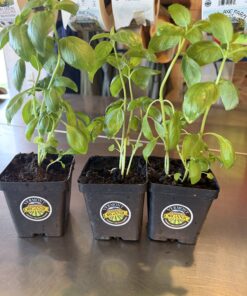 Potted Basil - Fresh Herbs