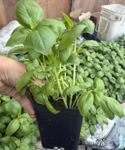 Potted Basil - Fresh Herbs