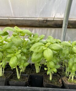 Potted Basil - Fresh Herbs