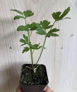 Potted Parsley Plant
