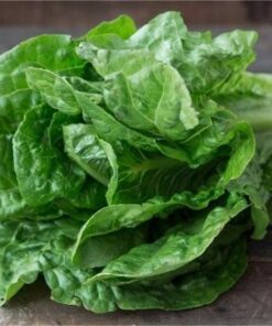 Mini Romaine head lettuce-green